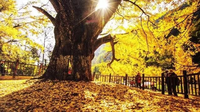 金秋湖北 隨州銀杏谷.錢沖銀杏.木蘭清涼寨紅葉 五日遊