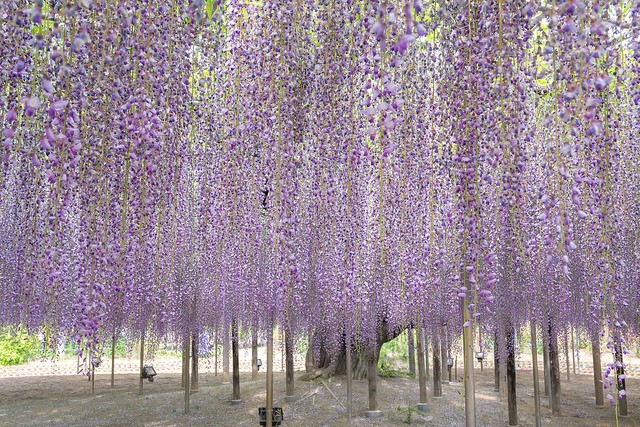 關東賞花五日(芝櫻、紫藤花、杜鵑花、粉蝶花)