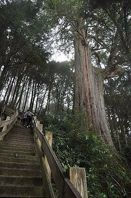 《台北出發》六人成行.雪霸國家公園∽榛.檜.樂 二日遊《榛山步道、檜木巨木群、樂山林道》