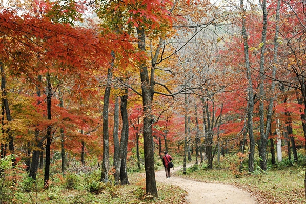 秋戀東北 八日遊