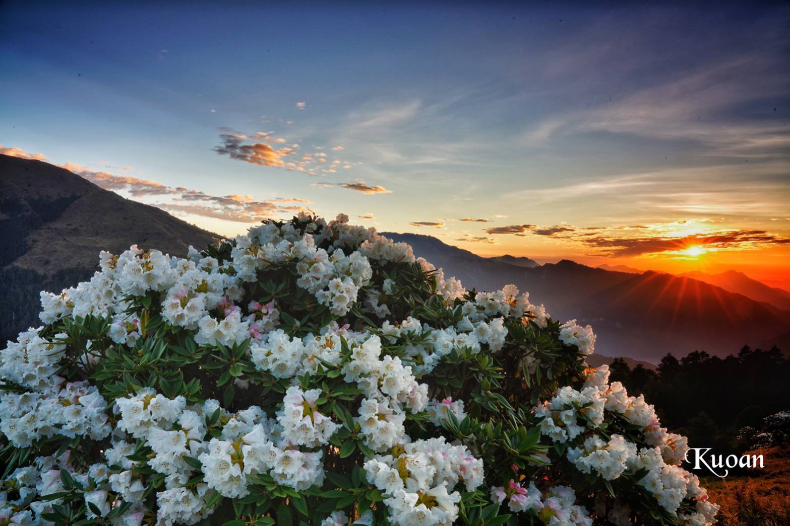 相約合歡山日出.日落 登百岳.杜鵑花.廬山 二日遊 杜鵑花季節限定4-6月 台北出發 六人成行