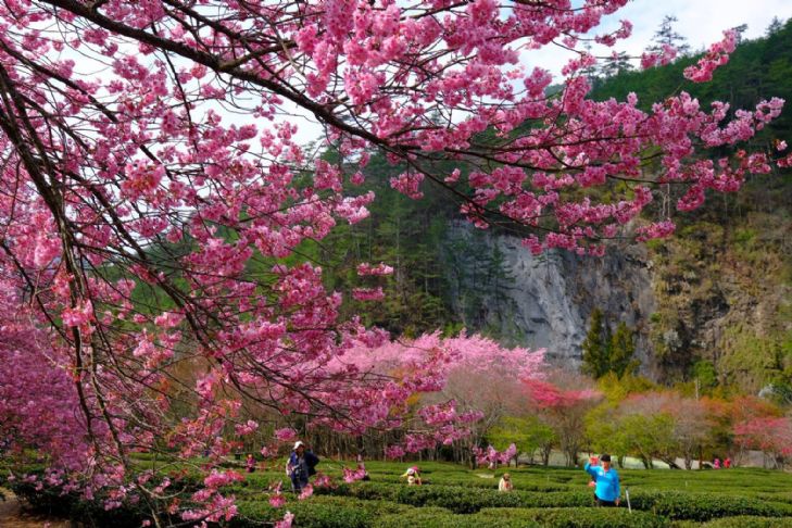 台灣最高的宮殿～梨山賓館 戀櫻∽武陵.福壽山.梨山 二日遊 (台北出發 六人成行)