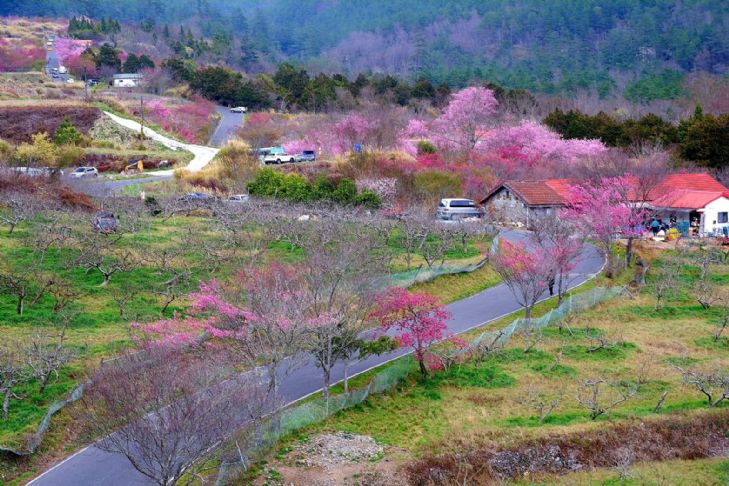 台灣最高的宮殿～梨山賓館 戀櫻∽武陵.福壽山.梨山 二日遊 (台北出發 六人成行)