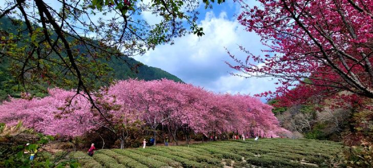 台灣最高的宮殿～梨山賓館 戀櫻∽武陵.福壽山.梨山 二日遊 (台北出發 六人成行)