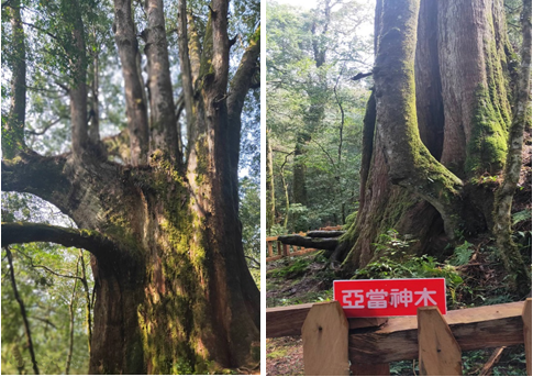 泰雅族的家鄉、上帝的部落 司馬庫斯-鎮西堡 三日遊(台北、台南出發 六人成行)