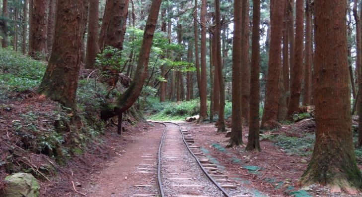 ★☆季節限定4-6月☆★ 相約合歡山、特富野；登百岳～杜鵑花～三日遊(台北、台南出發 六人成行)